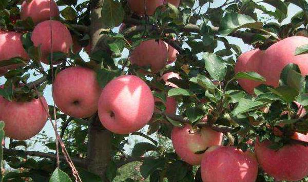 苹果苗怎么嫁接？