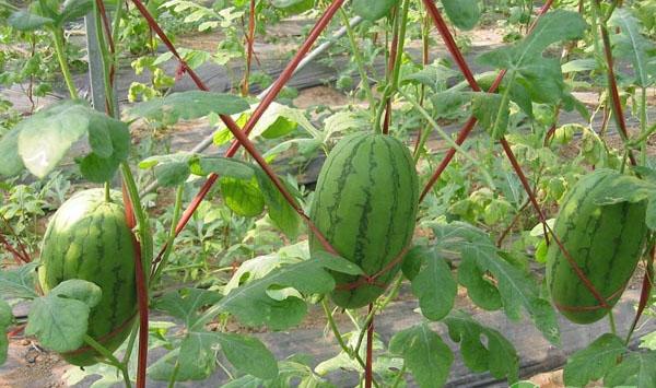 秋季大棚西瓜如何防治病虫害？大棚西瓜病虫害防治方法