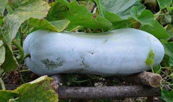 冬瓜病虫害防治