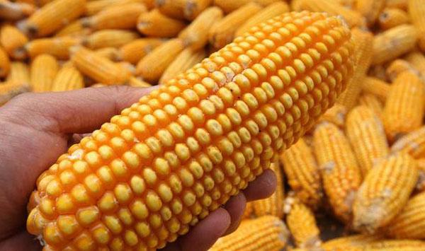 玉米含水量计算公式