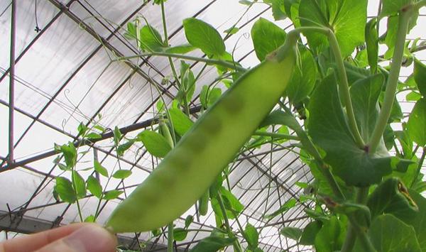 豌豆病虫害防治方法