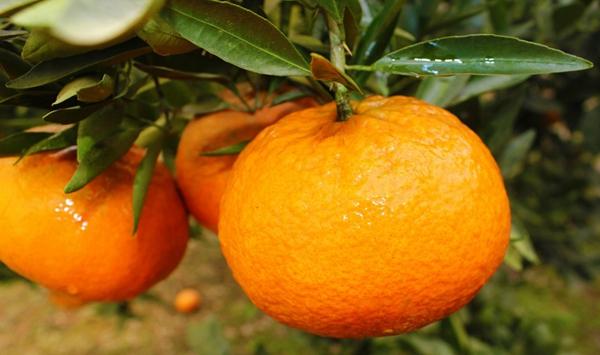 8月份柑桔病虫害防治要点