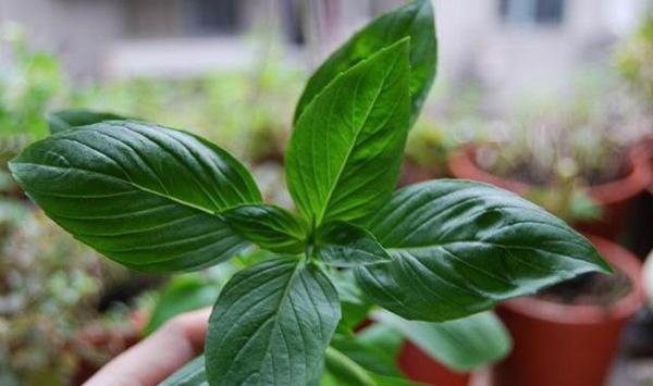 罗勒菜种植介绍