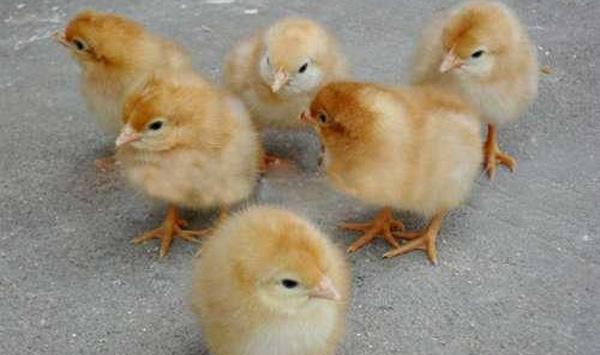 雏鸡软嗉症症状