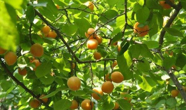 冀中南地区杏树“三虫一病”发生特点及防治