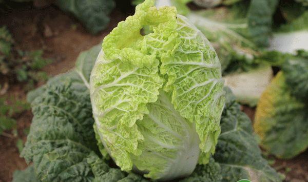 无公害苗用型大白菜早春露地栽培技术规程