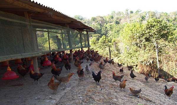 为什么会造成瘫鸡的现象？有什么防控措施？