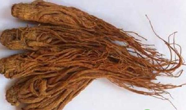 当归怎么栽培？当归高产栽培技术操作规程