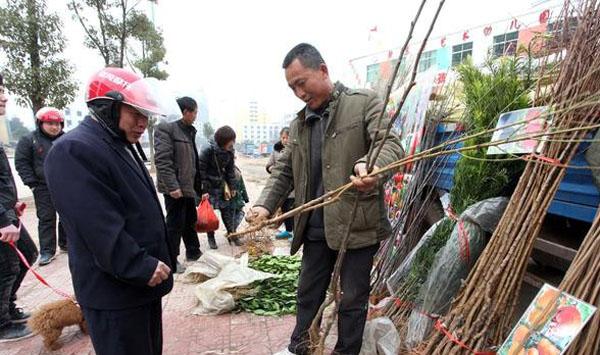 果树苗种成活率