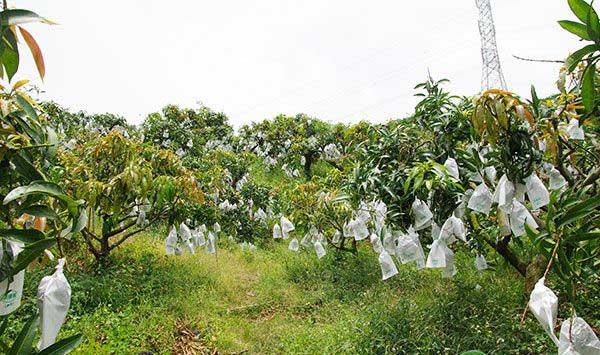 小规模果园如何提质增效？