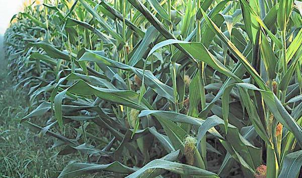 亩产1200-1600斤的玉米高产种植方法