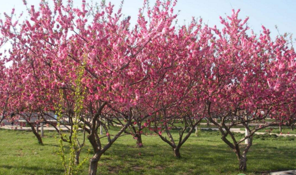 陕西长武桃树整形修剪技术