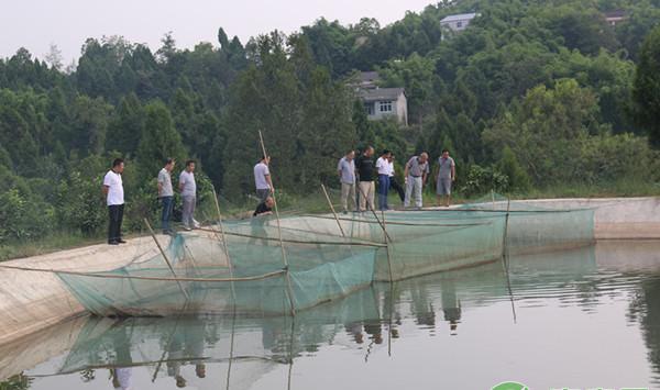鱼用配料储存不当竟会导致鱼发病？使用鱼用配合饲料的要点