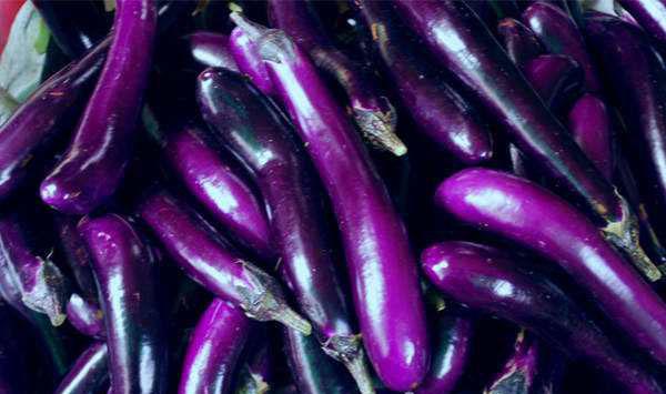 瓜类有哪些常见的害虫？瓜类害虫危害特征及防治措施