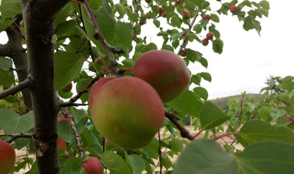 红梅杏怎么种能高产？