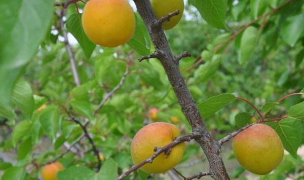 陕西地区红梅杏高产高效益种植技巧
