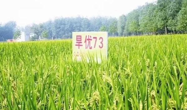 南方水稻黑条矮缩病综合防治技术