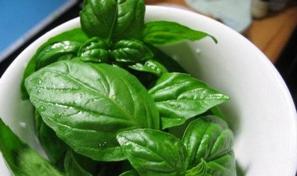 罗勒菜种植方法