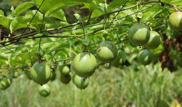 百香果除草方法