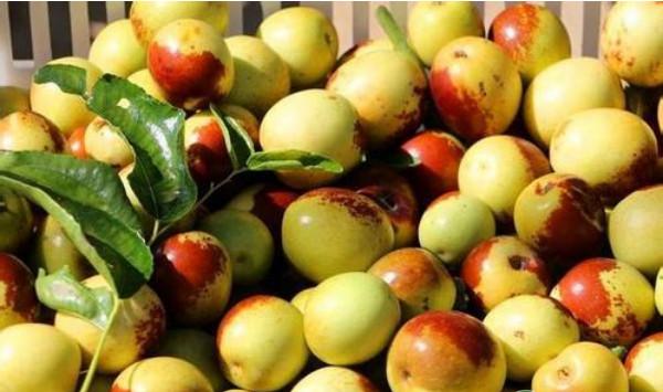 南方地区枣树丰产栽培管理技术要点