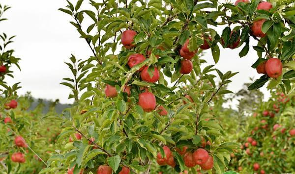 苹果集约化高产栽培技术要点