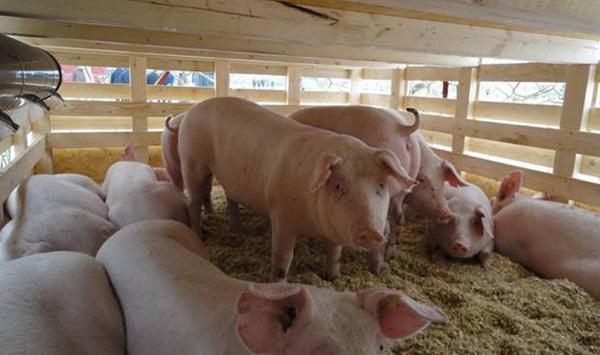 种猪引进要点