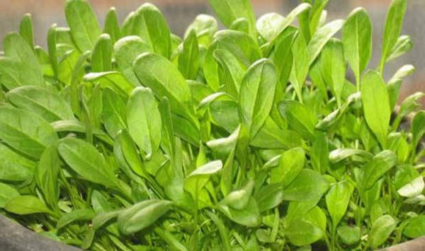 菠菜种植方法