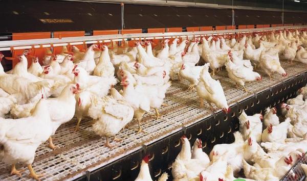 为什么会造成瘫鸡的现象？有什么防控措施？