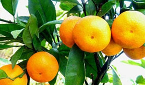 柑橘根结线虫和潜叶蛾蛀虫害防治措施