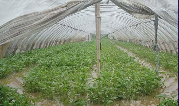 蔬菜大棚受到洪灾怎么办？灾后棚室管理支招