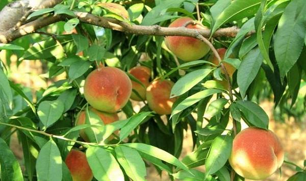 辽宁省宽甸县燕红桃丰产栽培管理技术