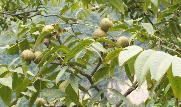 河北衡水核桃树主要害虫及防治措施