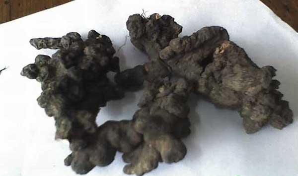 猪苓如何进行人工栽培？猪苓的种植技术详解