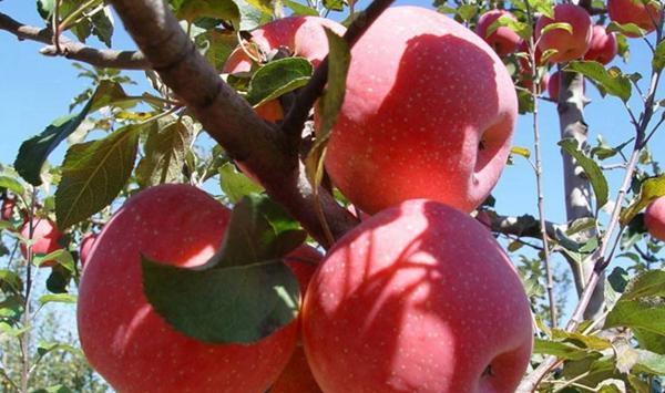 苹果育苗嫁接方法