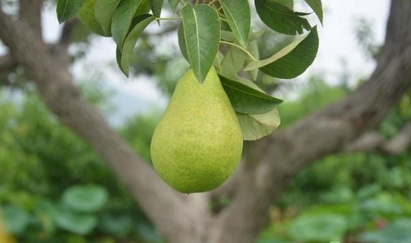 河北省泊头市梨小食心虫的综合防治技术