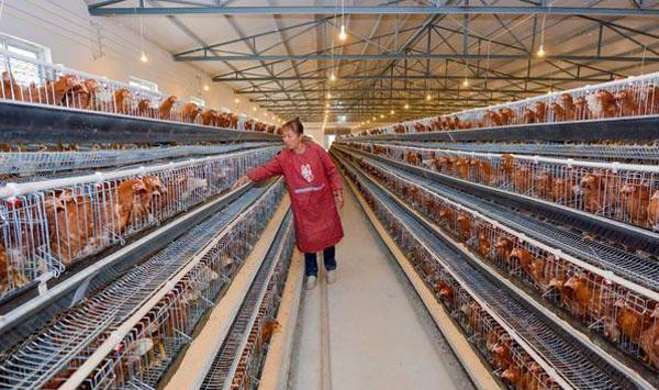 如何提高蛋鸡产蛋