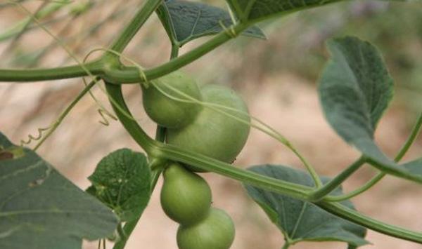 葫芦种植要点