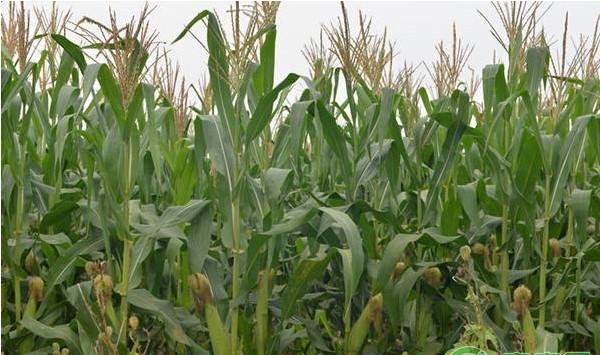 玉米不结籽是什么原因造成的？（内附防治措施）