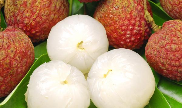 荔枝怎么嫁接？荔枝嫁接换冠的技术要点