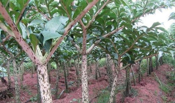 魔芋怎么防治病虫害？