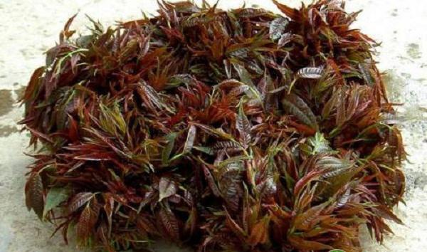 如何培育香椿壮苗？日光温室香椿高密度假植栽培技术