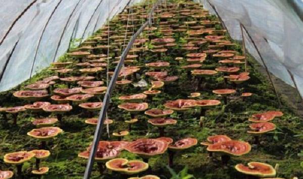 南方地区灵芝种植的气候适应性分析