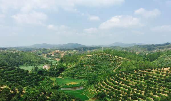 油茶芽苗砧嫁接茶花繁育技术