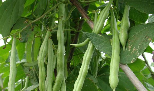 秋芸豆什么时候种植？秋芸豆种植要点介绍