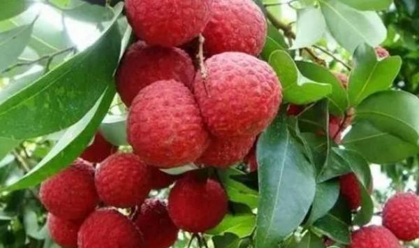 荔枝怎么嫁接？荔枝嫁接换冠的技术要点