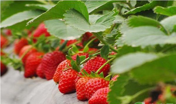 浅谈草莓移栽前的管理技术要点