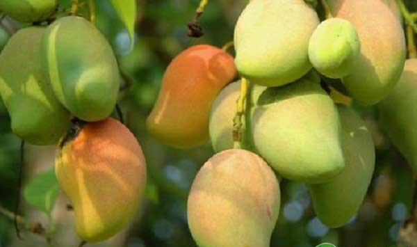 攀枝花地区芒果科学管理方案