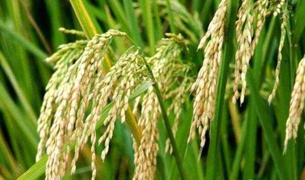 南方水稻黑条矮缩病综合防治技术