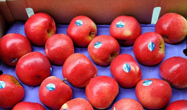 豫西丘陵山区苹果树钼元素缺乏症及矫正措施