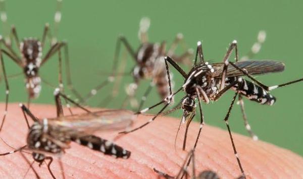 立秋后鸡养殖蚊虫病防治技巧